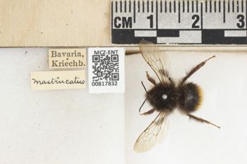 Media type: image;   Entomology 817832 Description: Specimen documentation photo of labelsfrom specimen MCZ:Ent:817832, captured on2024-07-10;  Aspect: labels